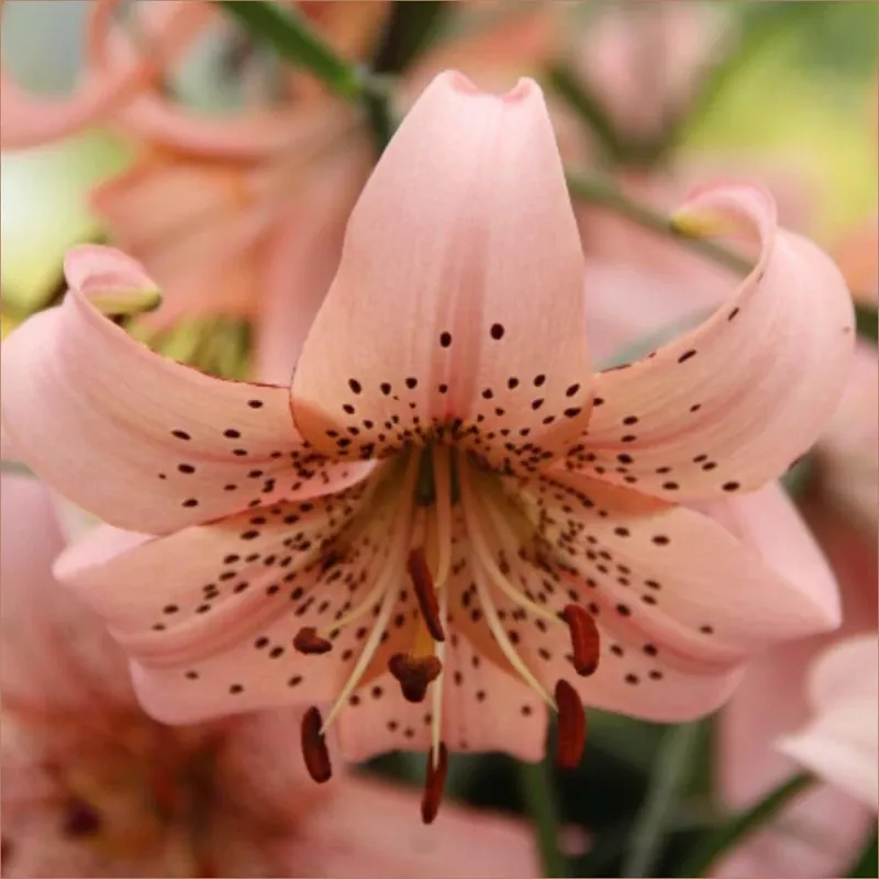 Tigrinum Pink Giant - Stunning Perennial Flower Bulbs For Your Garden