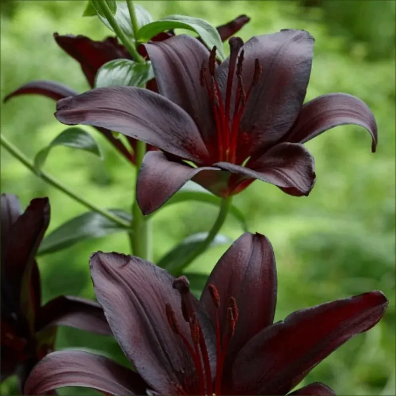 Turkish Asiatic Nightrider Lily - Vibrant Blooms For Your Garden