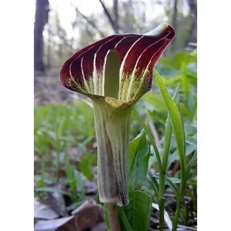 Jack-in-the-pulpit Cobra Lily - Arisaema Triphyllum - 2 Top Size Bulbs For Planting