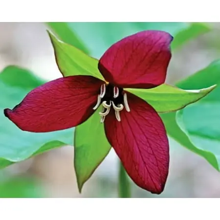 Red And Yellow Trillium Wake Robin Wildflowers - 2 Top Size Roots & 3 Bulbs