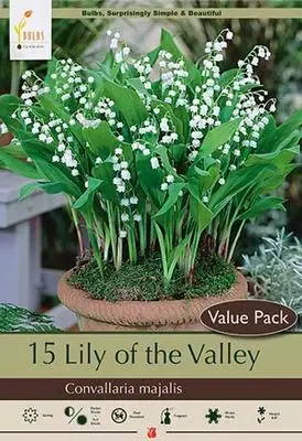 Lily Of The Valley - White - Convallaria Majalis - 4-6 Inches