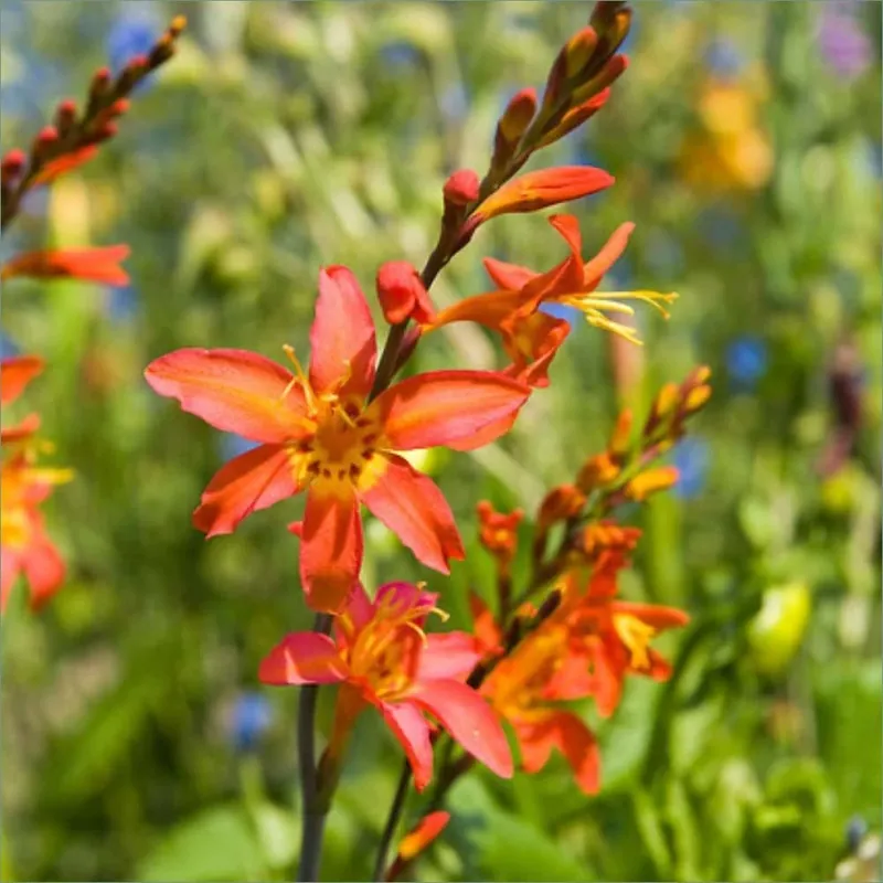 Emily Mckenzie Montbretia Spring Flower Bulbs - 5 Pack
