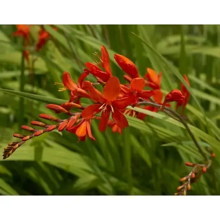Montbretia Crocosmia Lucifer Bulbs - Hardy Plant For Vibrant Summer Blooms