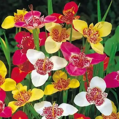 Mexican Shellflower Bulbs - Tigridia Pavonia Mixture - 15 Bulbs