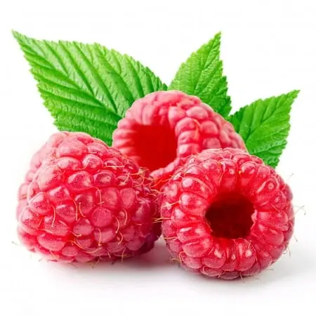 Red Raspberry Plant In 2.5 Inch Pot - Delicious Homegrown Berries