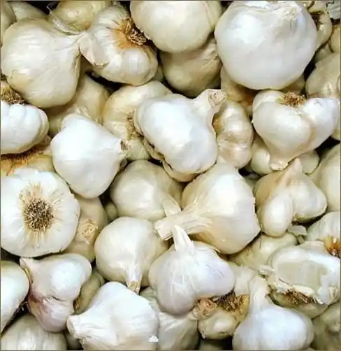 Baja Softneck Garlic Bulbs - 6 Jumbo Bulbs For Planting
