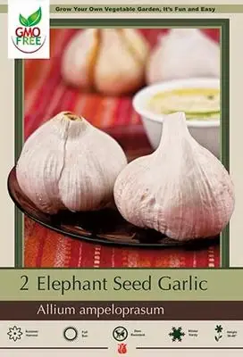 Elephant Seed Garlic Bulbs - Allium Ampeloprasum - 36-48 Inches Tall