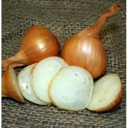 - 15 Bulbs - 9/15 Centimeter Bulbs
