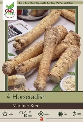 Horseradish - Marliner Kren, 20-24 In, Armoracia Rusticana