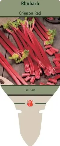 Rhubarb - Crimson Red, Rheum Rhabarbarum ‘crimson Red‘, 24-48 Inches