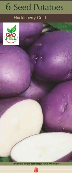 Huckleberry Gold Seed Potatoes - Certified Seed Tubers For Home Gardening