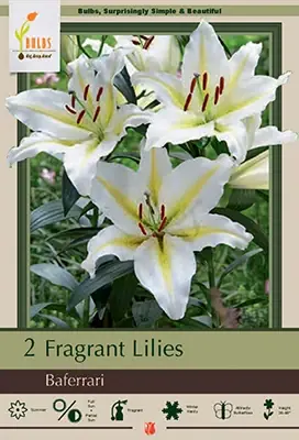 Fragrant Lily Bulbs - Lilium Oriental ‘baferrari‘ - 36-48 Inches Tall
