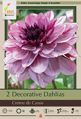 Bulbs 2 Decorative Dahlias - Créme De Cassis, 24-32 Inches Tall