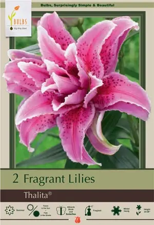 Thalita Double Oriental Fragrant Lily Bulbs - 34-38 Inches Tall, 2 Bulbs