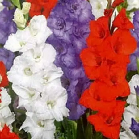Patriotic Mixture Large Flowering Gladiolus Bulbs - 10 Count