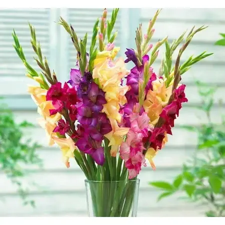 Mix Large Flowering Gladiolus Bulbs 12/14cm - 10 Count