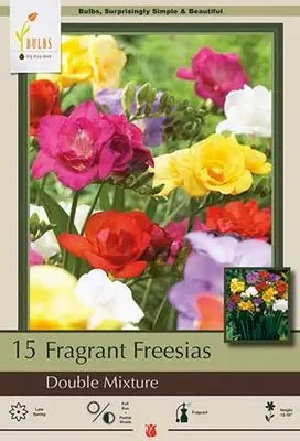 Fragrant Double Mixed Freesia Bulbs - 20 Bulbs - Indoor/outdoor - 6 Cm+ Size