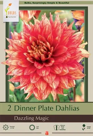 Dazzling Magic Dinner Plate Dahlias - 2 Bulb Clumps, 36-40 Inches Tall