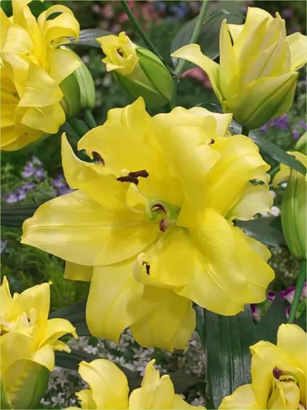 Double Lily Bulbs - 2 Pack Of Oriental Trumpet Flowers