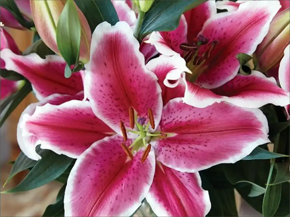 El Capitan Oriental Trumpet Lily - 2 Bulbs 16/18 Cm - New