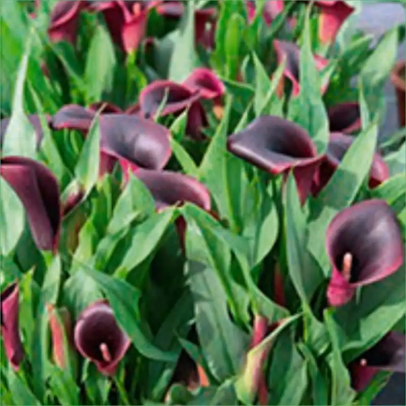 Zantedeschia Calla Lily Barracuda - Vibrant Flowering Plant For Your Garden