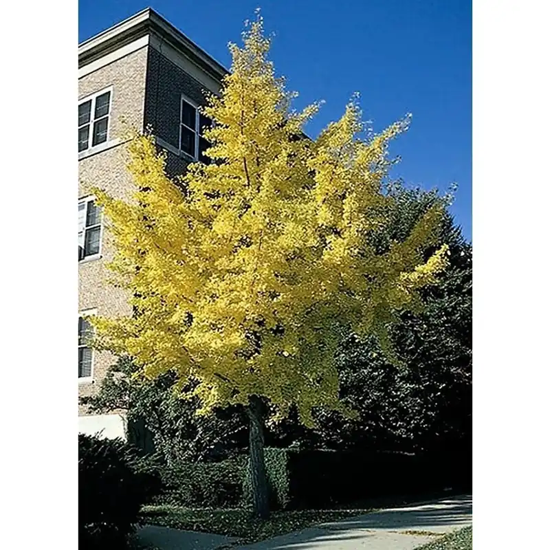 3.58-gallon Autumn Gold Maidenhair Tree - Perfect Shade Tree For Your Garden