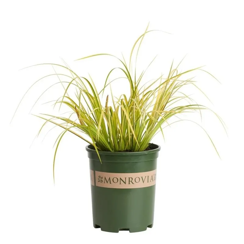 2.6-quart Golden Variegated Sweet Flag Plant