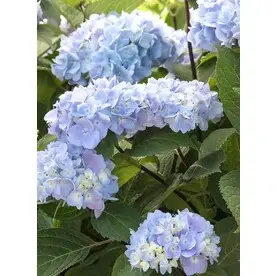 1.6-gallon Blue Hydrangea ‘blue Enchantress‘ Flowering Shrub - Vibrant Blooms