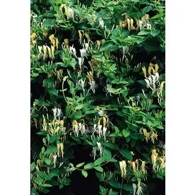 2.6 Quart Hall‘s Japanese Honeysuckle - Vibrant Climbing Vine Plant