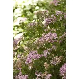 2.6-quart Pink Little Princess Spirea Flowering Shrub For Gardens