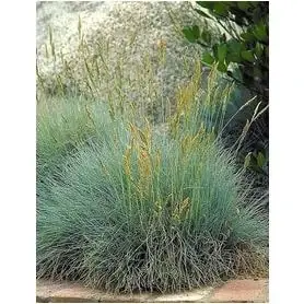 1 Grade Karl Forester Grass Plant - Premium Quality Ornamental Grass