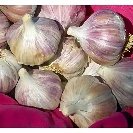 Hardneck Garlic Bulbs - 2 Medium Bulbs For Planting