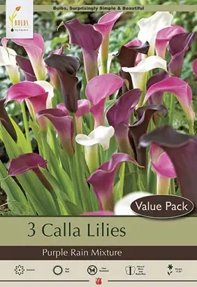 Calla Lilies - Purple Rain Mixture, 14-20 Inches Tall