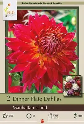 Dinner Plate Dahlia Bulbs - Manhattan Island, 36-40 Inches Tall, Summer Bloomer