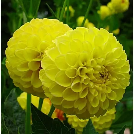 Golden Scepter Pompon Dahlia Bulbs - 32-36 Inches Tall, Summer Bloomer