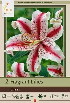 Dizzy Oriental Lily Bulbs - Fragrant Bi-colored Flowers, 30-42 Inches Tall