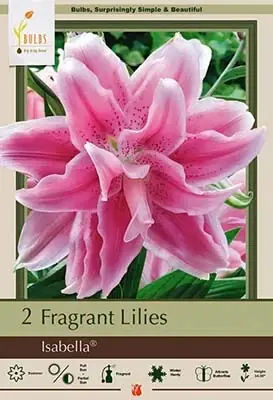 Double Fragrant Oriental Lilies - Lilium Oriental - 2 Bulbs
