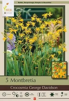 5 Montbretia Bulbs - Crocosmia George Davidson, 24-28 Inches Tall, Summer Bloomer