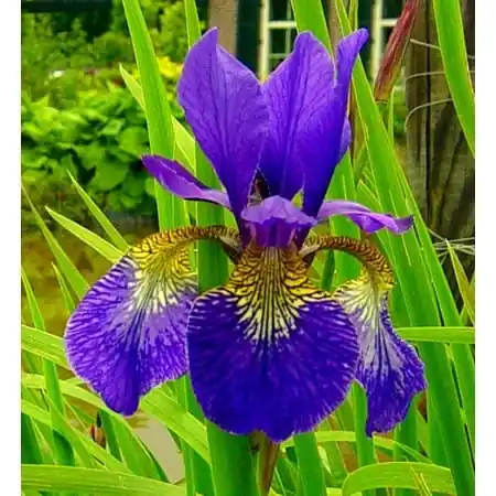 Siberian Iris 2 Bulbs - Deep Velvety Blue Flowering Plants