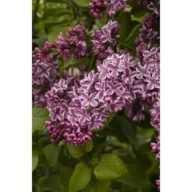 1.73-gallon Purple Sensation Lilac Flowering Shrub - Vibrant Blooms