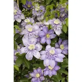 2.6-quart Blue Light Clematis Plant - Model K332