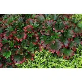 2.6-quart Red-leafed Mukdenia Plant For Vibrant Gardens