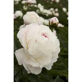 1.6-gallon Potted Shirley Temple Double Peony Flowering Plant