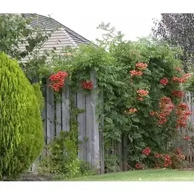 3 Quart Trumpet Creeper Plant - Vibrant Green Foliage