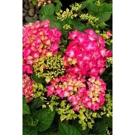 1.6-gallon Pink Elf French Hydrangea Flowering Shrub - Vibrant Blooms