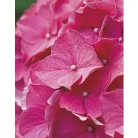 2.6-quart Red Beauty Hydrangea Flowering Shrub Model L21523