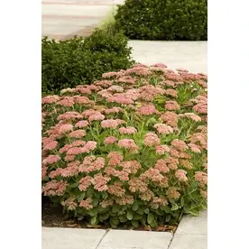 2.6-quart Autumn Joy Stonecrop Plant - Hardy Perennial Succulent