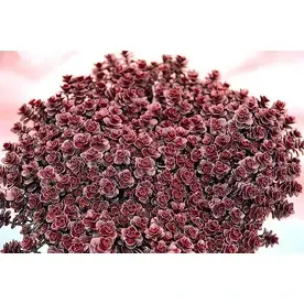 2.6-quart Bronze Carpet Stonecrop - Vibrant Ground Cover Plant