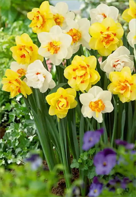 Double Blend Flower Bulbs - 15 Pack For Vibrant Spring Blooms