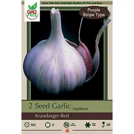 Red Hardneck Garlic Bulbs - 2 Medium Bulbs For Planting
